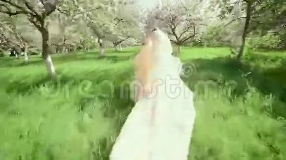 盛开的苹果花园里的新娘视频的预览图