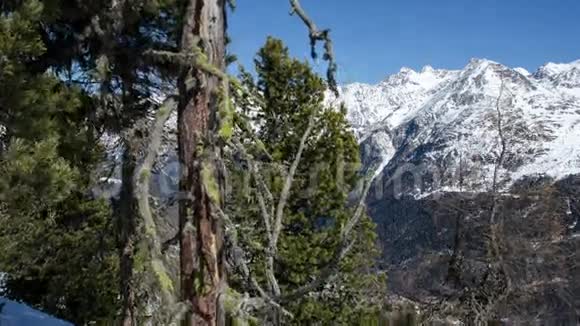 在冬季阿尔卑斯山雪林中用苔藓拍摄的老松树视频的预览图