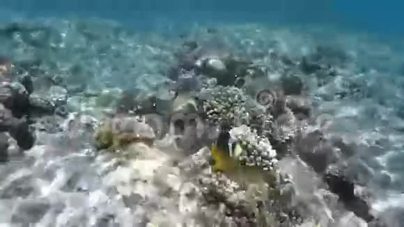 小丑鱼在珊瑚礁里游泳红海埃及视频的预览图