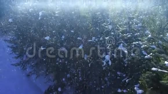 巨大的大雪冬季松林顶部飞行4kuhd视频的预览图