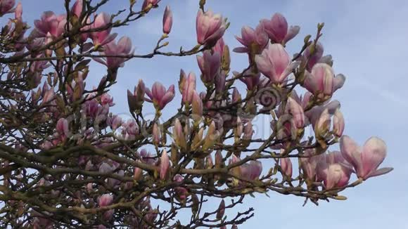 春天树上的第一个木兰视频的预览图