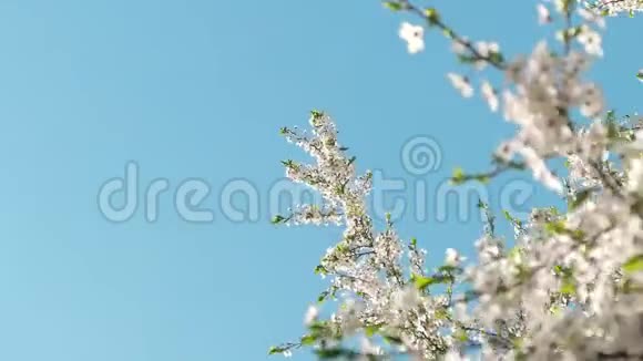 日落时樱花和蓝天花的自然背景视频的预览图