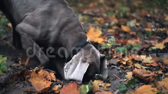 猎狗品种威马兰纳银鬼在森林里挖一个洞的慢动作视频的预览图