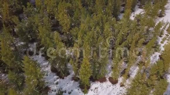 风在大自然中下雪松树矗立在雪地里森林里的冬天视频的预览图