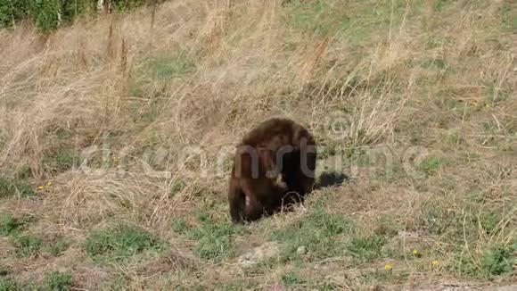 一只饥饿的棕熊在育空地区吃着甜草视频的预览图