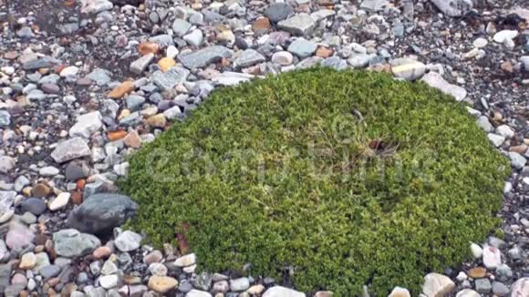 斯瓦尔巴德北极石土上的绿色植物视频的预览图