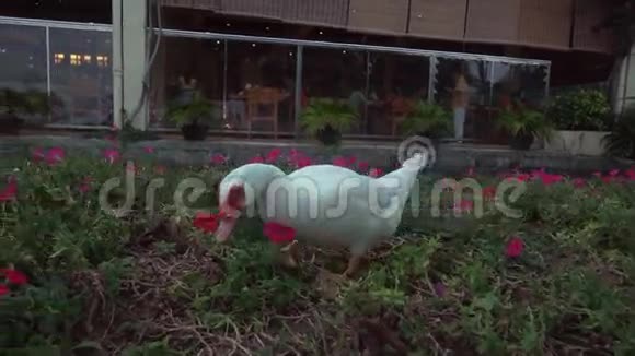白鸭绕着花坛散步吃草股票录像视频的预览图