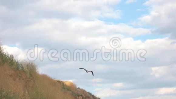 鸟在小山附近飞翔天空中的海鸥视频的预览图