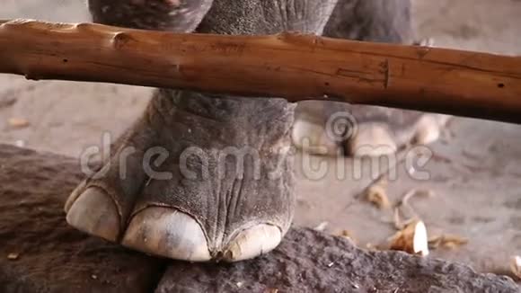 近距离观察大象的脚视频的预览图