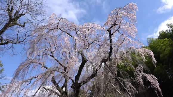 哭泣的樱桃树或ShidareZakura视频的预览图