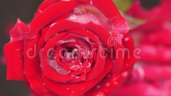 一朵美丽的红玫瑰与雨滴的特写视频的预览图