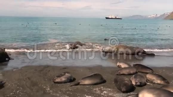 在南极福克兰群岛船的背景下在海滩上的海豹家属视频的预览图