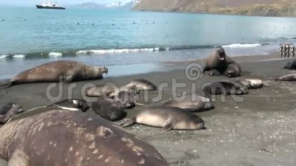 在南极洲福克兰群岛船的背景下海滩上的海豹家属视频的预览图