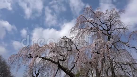 哭泣的樱桃树或ShidareZakura视频的预览图