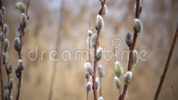 春天有耳环的柳树一个特写视频的预览图
