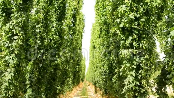 成熟的啤酒花植物生长在杆子上的啤酒花地里视频的预览图