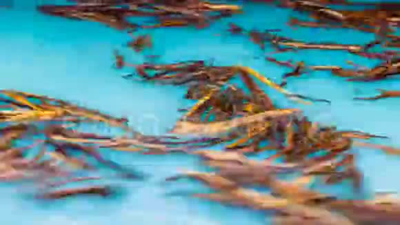 原木迅速在漩涡中游动在绿松石水中背景视频的预览图