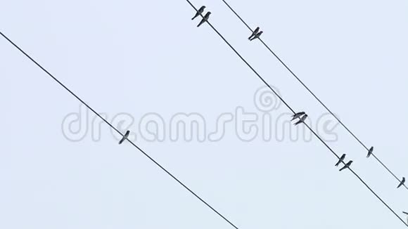 燕子飞坐在电线上视频的预览图