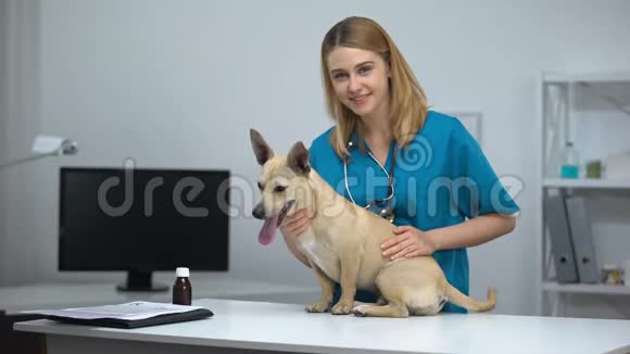 女兽医用听诊器抚摸可爱的狗动物诊所检查视频的预览图