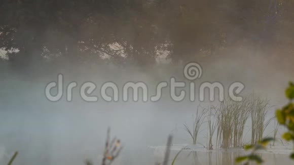 宁静的湖面上晨雾视频的预览图