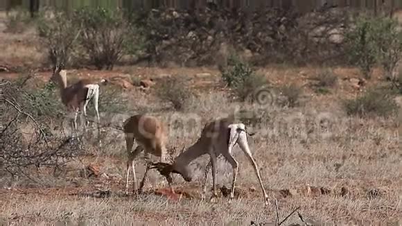 格兰特瞪羚瞪羚雄性战斗肯尼亚的纳库鲁公园视频的预览图
