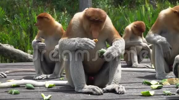 一组以喂食平台为食的猴濒危野生动物视频的预览图