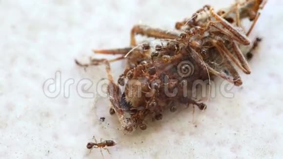 蚂蚁拖着猎物视频的预览图