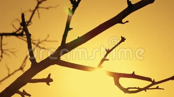 橙色天空日落时干树枝剪影视频的预览图