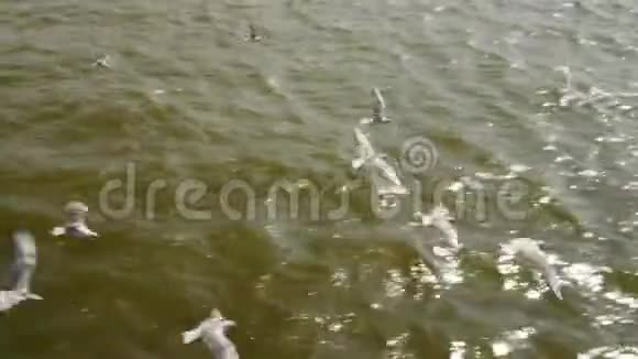 许多海鸥飞过水面关闭视频的预览图