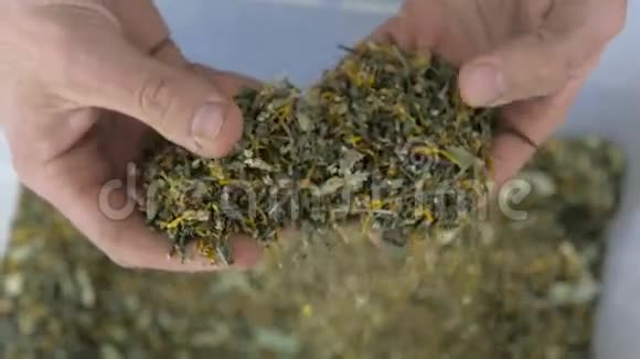 农民采摘茶叶是生产出来的视频的预览图