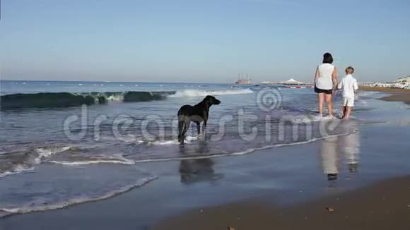 母亲一个小儿子在海上散步黑狗也在那里视频的预览图