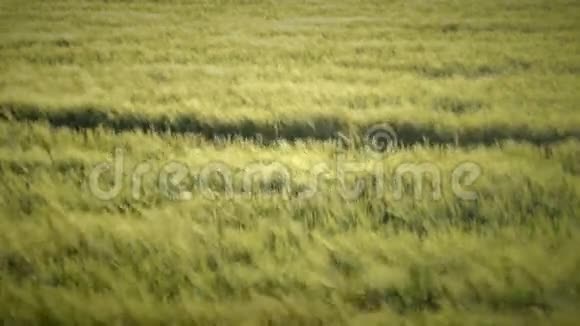小麦在风中飘扬视频的预览图