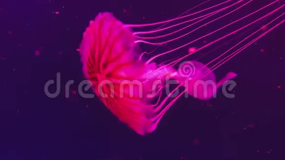 游泳红水母水下录像特写视频的预览图