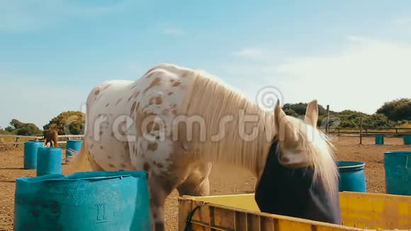 电影中的白马和一个麻袋覆盖他的眼睛在农场视频的预览图