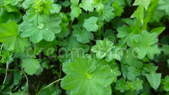 绿色紫红植物水分充足普通夫人地幔是欧洲的一种多年生草本植物关门视频的预览图