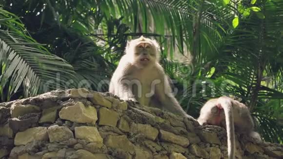 猴子坐着保卫它的领土视频的预览图