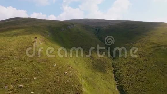 无人机快速飞行俯瞰山中的奶牛视频的预览图