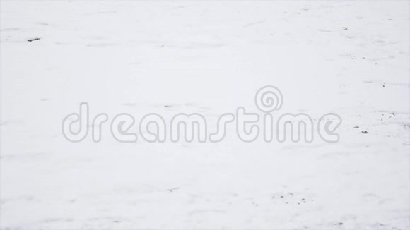 冬天在公园里散步时穿着时髦的年轻人滑倒了失去了平衡视频的预览图