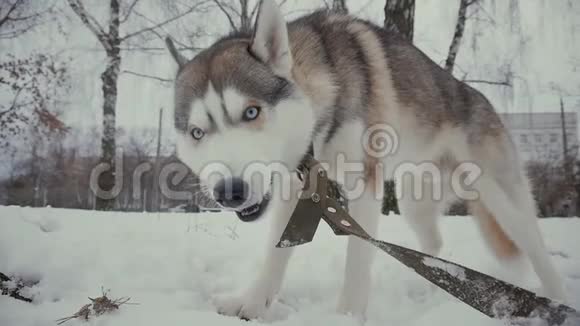 冬天在雪地上吃骨头的哈士奇狗视频的预览图