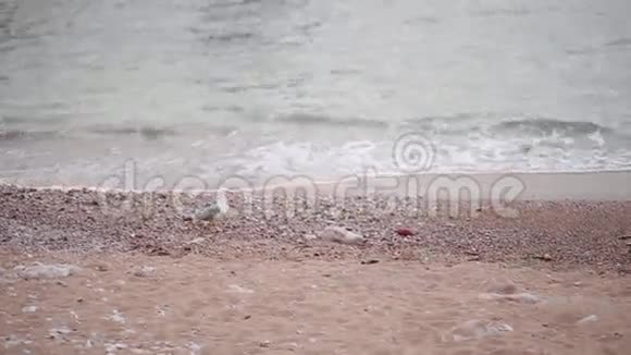 在卵石海滩上的海鸥他沿着海滩散步视频的预览图