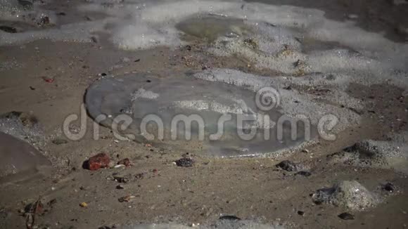 浆状根瘤死水母在暴风雨中被抛上岸在海泡中视频的预览图