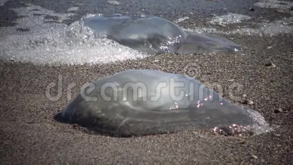 浆状根瘤死水母在暴风雨中被抛上岸在海泡中视频的预览图