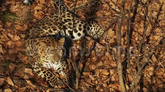 在俄罗斯的Primorsky野生动物园一只神奇的美洲豹躺在干燥的叶子上视频的预览图