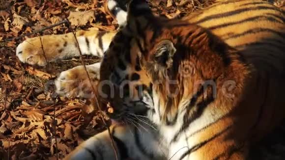 阿穆尔虎躺着洗澡的画像俄罗斯普里莫斯基野生动物园视频的预览图