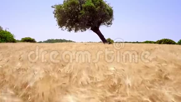 背景树木和青山鸟瞰图上夏季草甸上的小麦生长视频的预览图