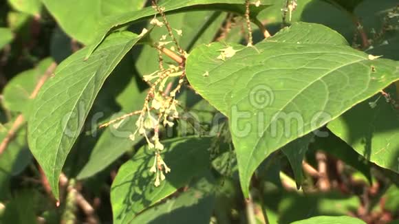 日本结缕草和日本落缕草是一种入侵性和扩张性的危险植物叶子和果实来自亚洲视频的预览图