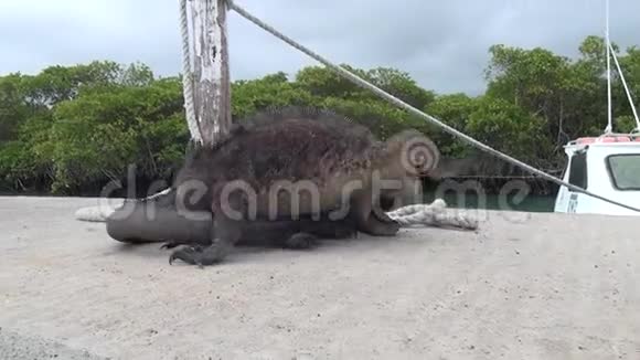 两只加拉帕戈斯鬣蜥在圣克鲁斯岛的码头上搏斗视频的预览图