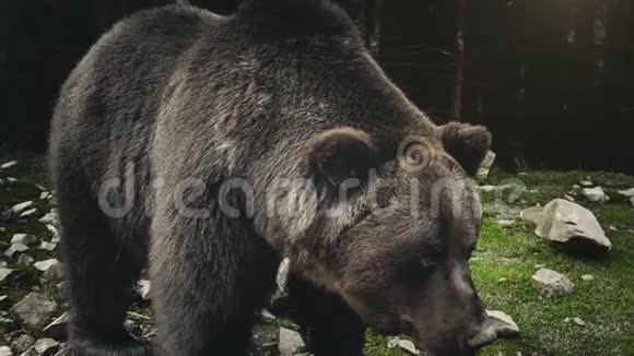 大型成年棕熊休息近景视频的预览图