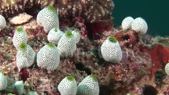 马尔代夫水下彩色珊瑚背景上的海绵视频的预览图