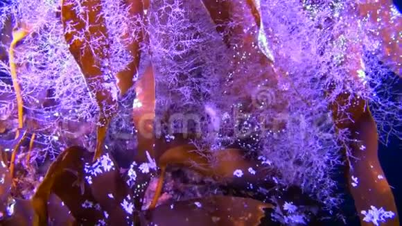 海藻在白海的冰中在水下视频的预览图